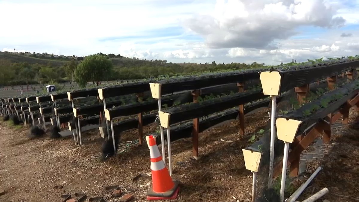 Tanaka Farm in Irvine restoring damage to its beloved strawberries after some of its produce and equipment took a hit from recent storms.