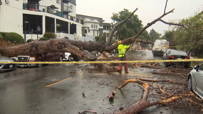 A tree fell on a pickup Friday Nov. 14, 2025 in Echo Park.