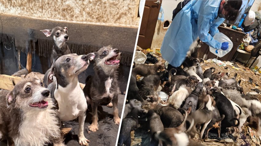 San Diego Humane Society officers found 40 dogs and puppies abandoned in a La Mesa apartment without much food or water and living among their own feces on Dec. 30, 2025. (San Diego Humane Society)
