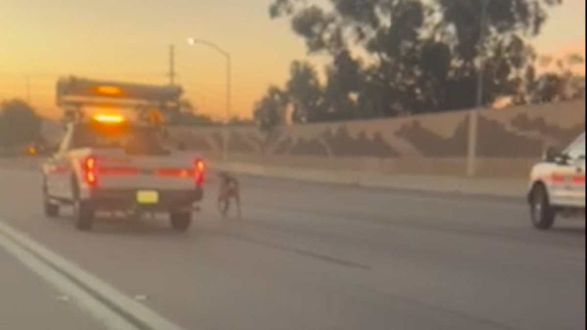 Reindeer on the 5 Freeway: Caltrans Rescues Runaway Animals in LA