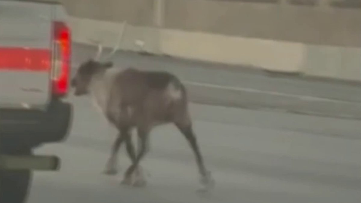 Reindeer reunited with owner after running down 5 Freeway in Pacoima