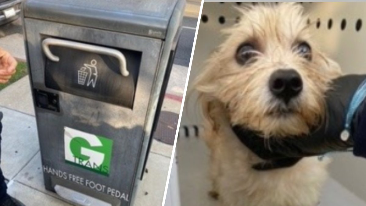 Un chiot trouvé dans une poubelle à Gardena est adopté par l’officier qui l’a sauvé – NBC Los Angeles