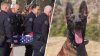‘Rest easy, our dear Spikey.' Burbank community, police say goodbye to K-9 killed on duty