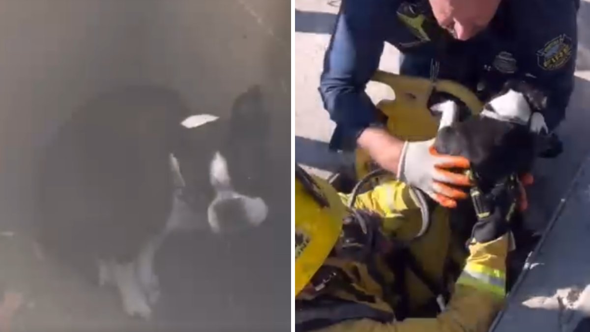 Dog rescued from storm drain in Thousand Oaks