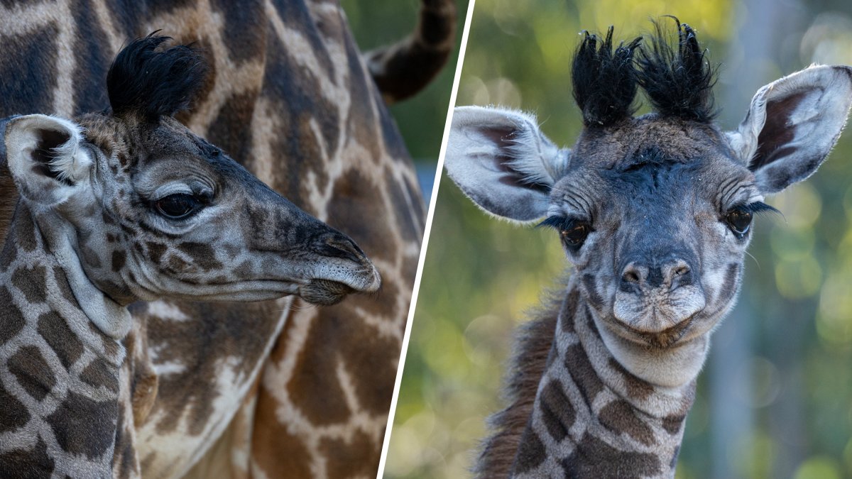 The San Diego Zoo introduced a new giraffe calf on Nov. 30. The calf will join another little one and can be seen in the zoo's giraffe habitat.
