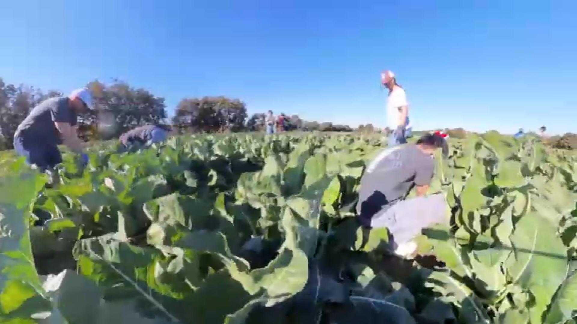 nbclosangeles.com - Hetty Chang, Karla Rendon - Irvine farm harvests fresh produce to donate to food banks