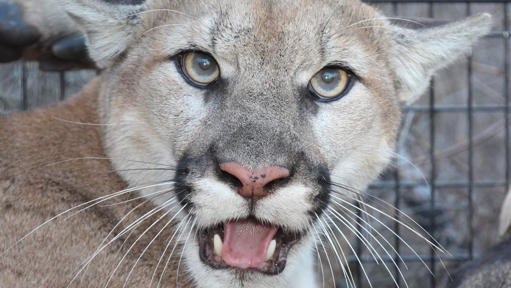 Meet P-129, a recently collared mountain lion already winning