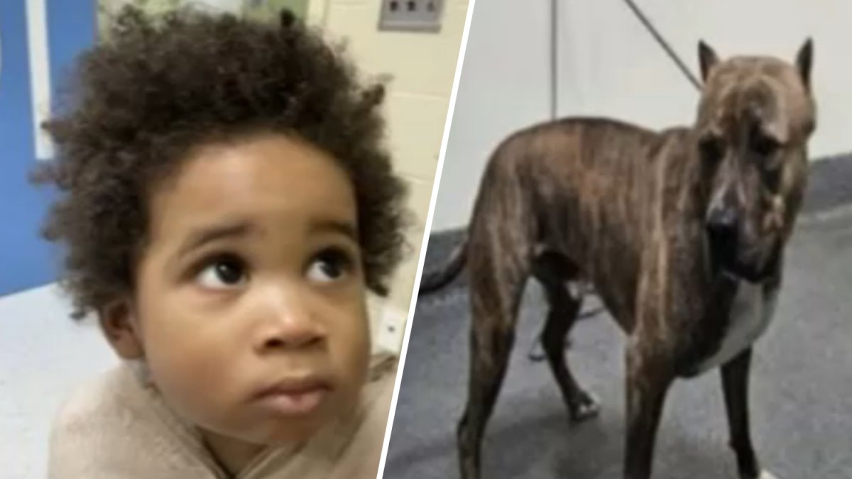 The 2-year-old boy and dog were found alone in the car after a theft attempt in Highland Park.