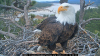 RIP, Jackie. Beloved Big Bear eagle dies after weeks in ICU, care team confirms
