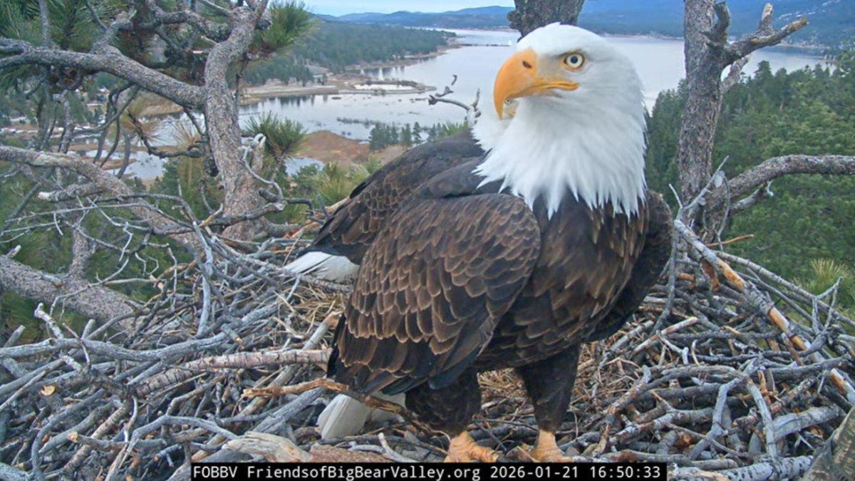 Could eaglets be on the way? Jackie and Shadow's nest behavior shows good signs
