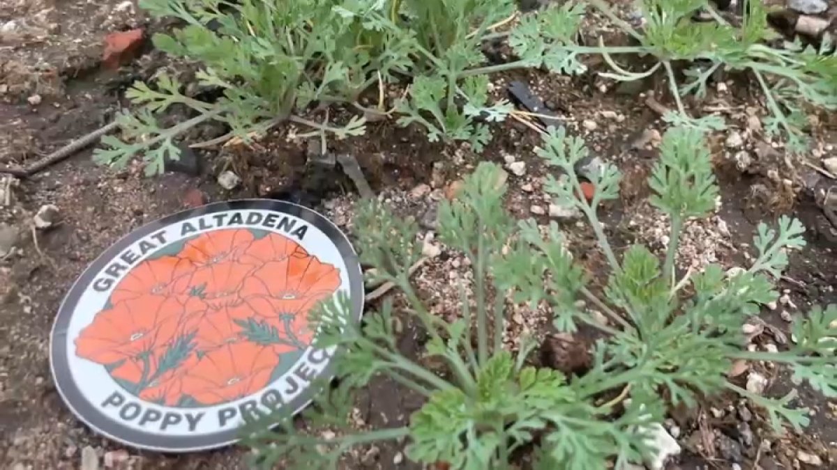 A man who survived the Eaton Fire is on a mission to help brighten Altadena by spreading a quarter of a billion poppy seeds across burnt properties.