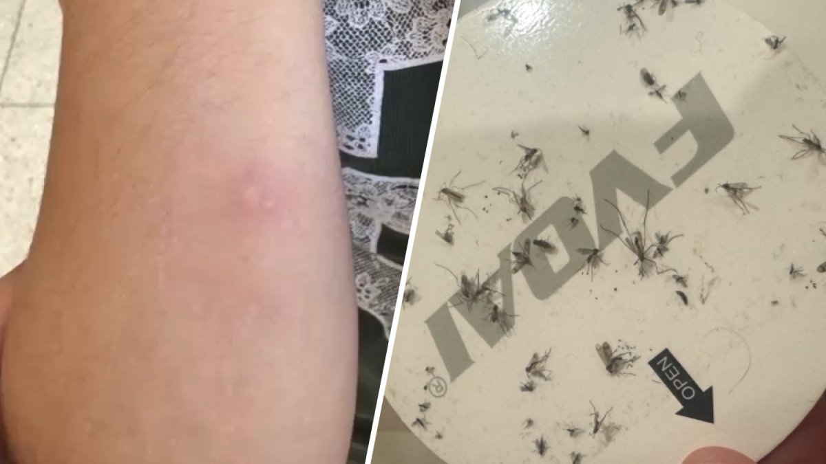 Mosquitoes are making El Segundo residents ‘miserable.' But where are they coming from?