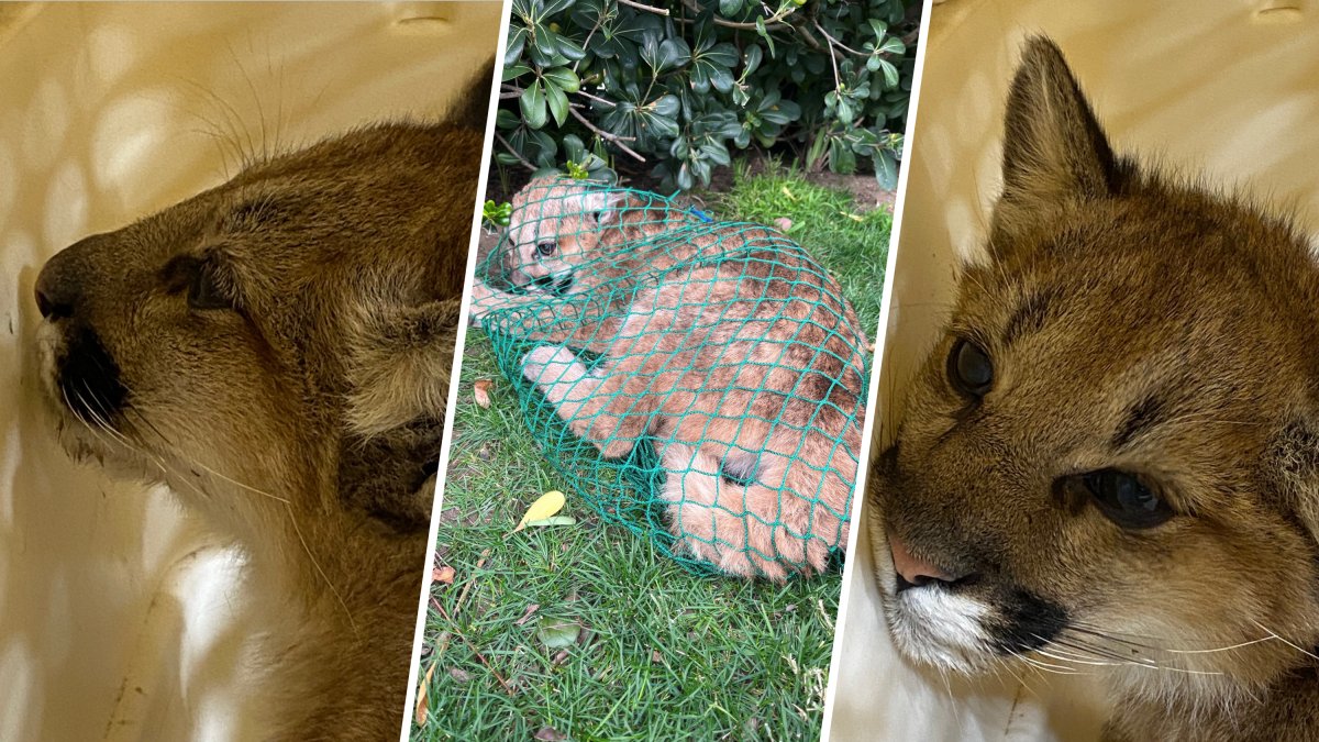 Mountain lion lost in Castaic in ‘good condition' as  reunification efforts are underway
