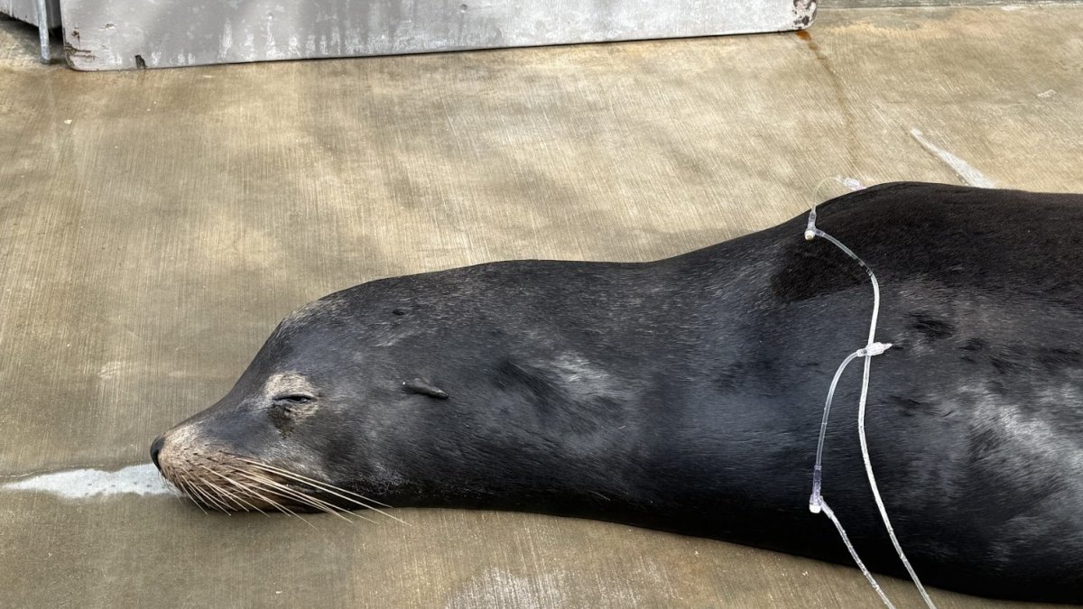 X-rays reveal sick sea lion rescued from Ballona Creek had 2 bullets in head