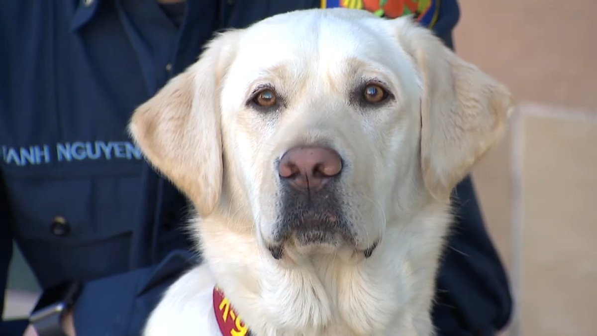 Meet Timber, Orange County’s only fire accelerant detection K-9