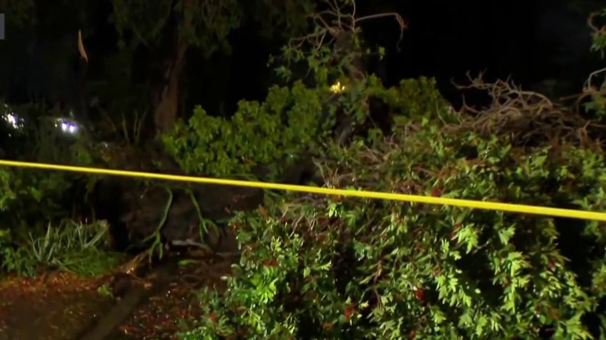 Overnight storm leaves behind fallen trees, knocks down stoplight – NBC ...