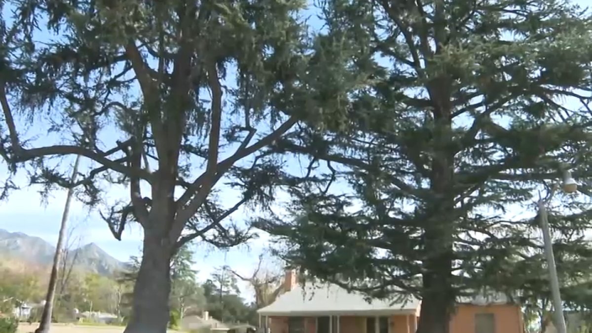 Altadena residents raise concerns over trees' wellbeing amid underground work