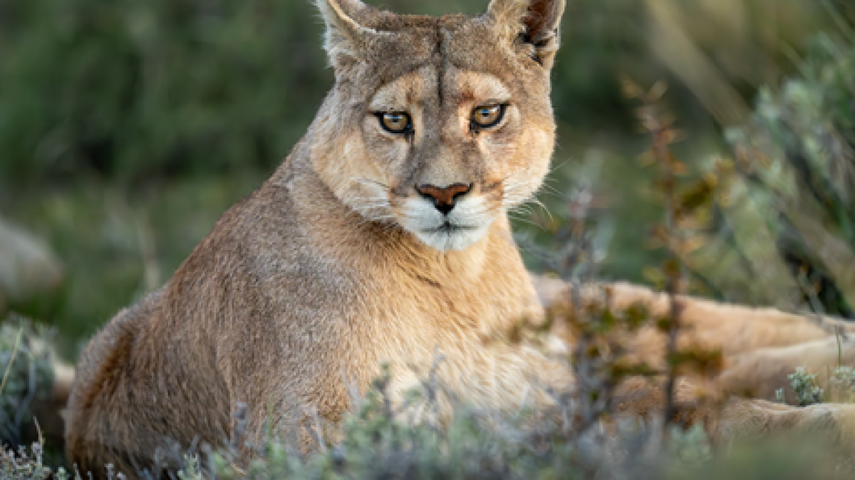 California mountain lions are now threatened species, getting more protection from the...