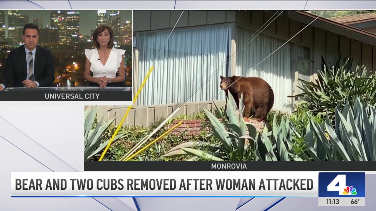 New video: Mama bear and 2 cubs caught on video in Monrovia