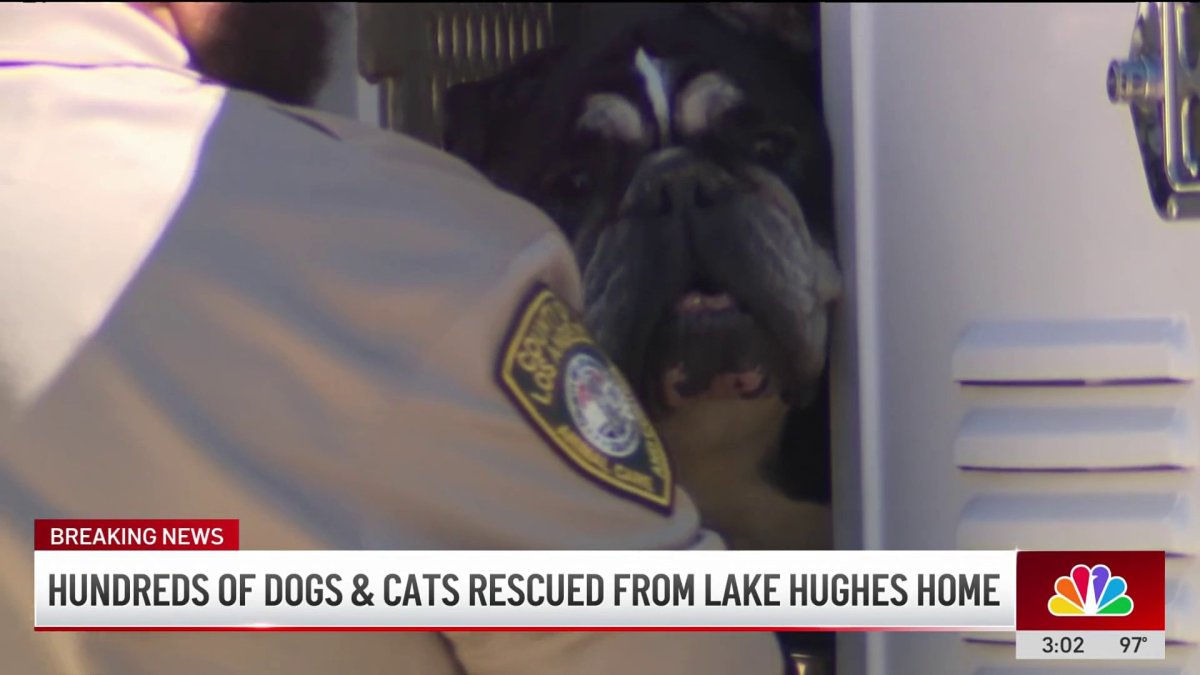 Hundreds of animal rescued from hoarding situation in Lake Hughes – NBC ...