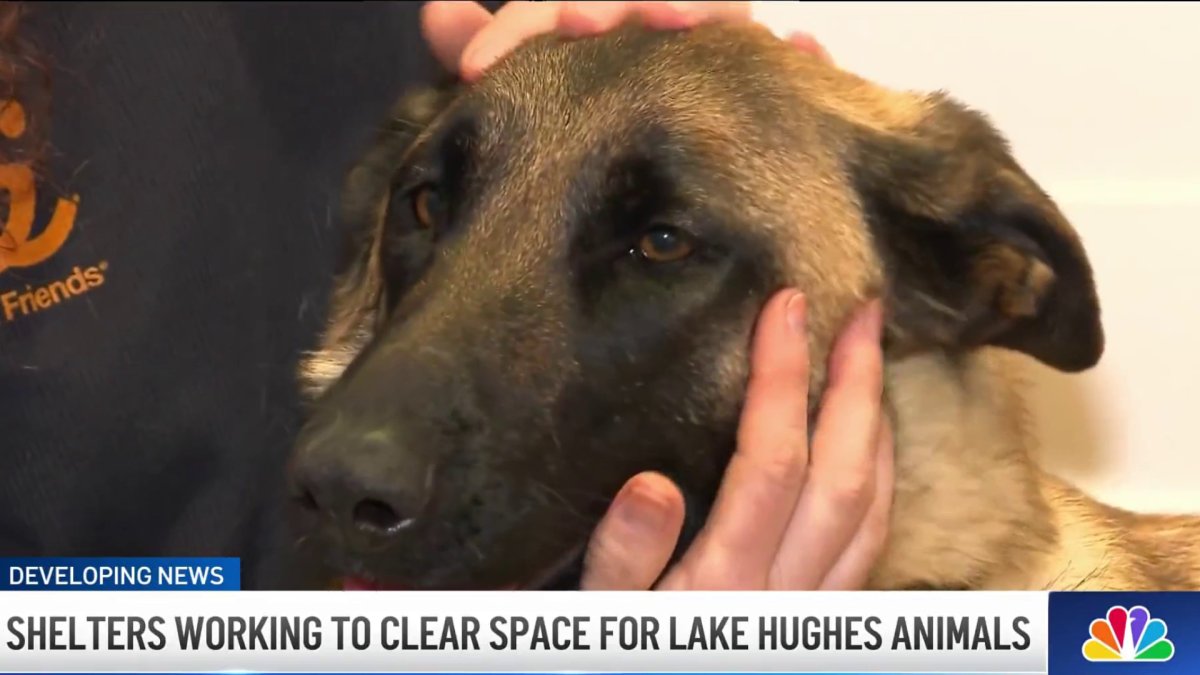 Rescue groups and shelters are asking the public to adopt