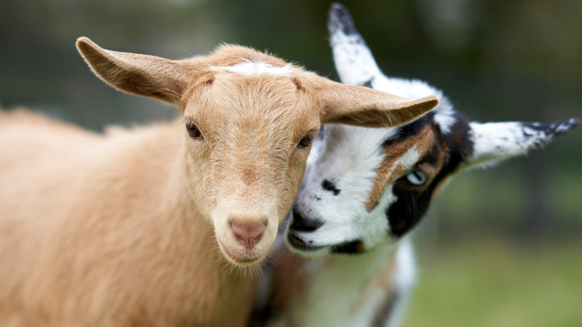 Enjoy free entry, tractor rides, and baby goats at a Tanaka Farms open house