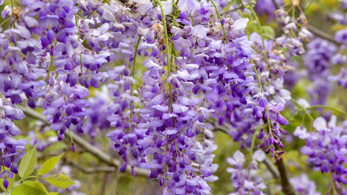 Wisteria is bringing purple panache, and a famous fest, to Southern California
