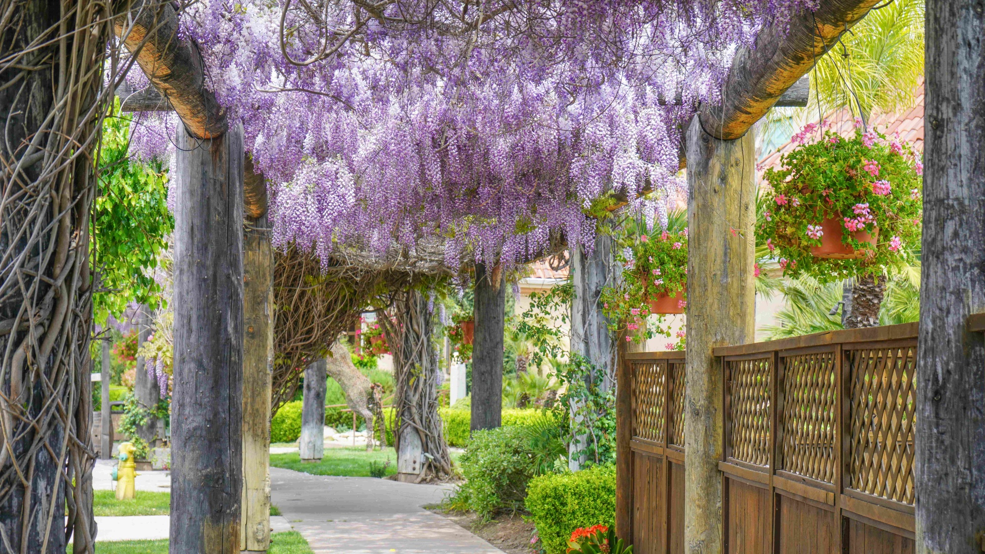 Temecula’s flowery spring: Wisteria and wine country are a winsome combination