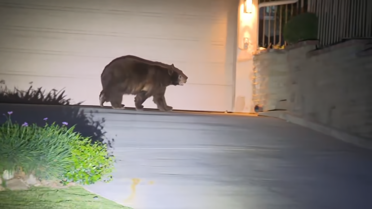 Woman walking dog hurt in bear incident in Monrovia
