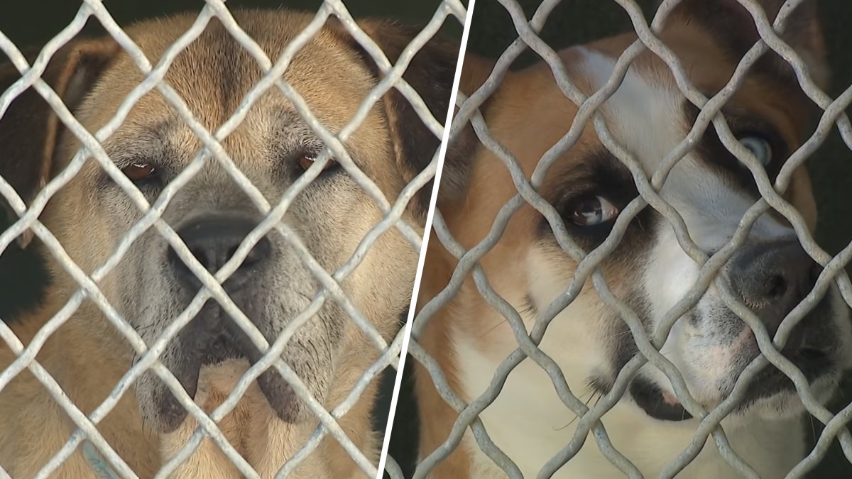 Chicago animal shelter to help overcrowded LA agencies after rescue operation
