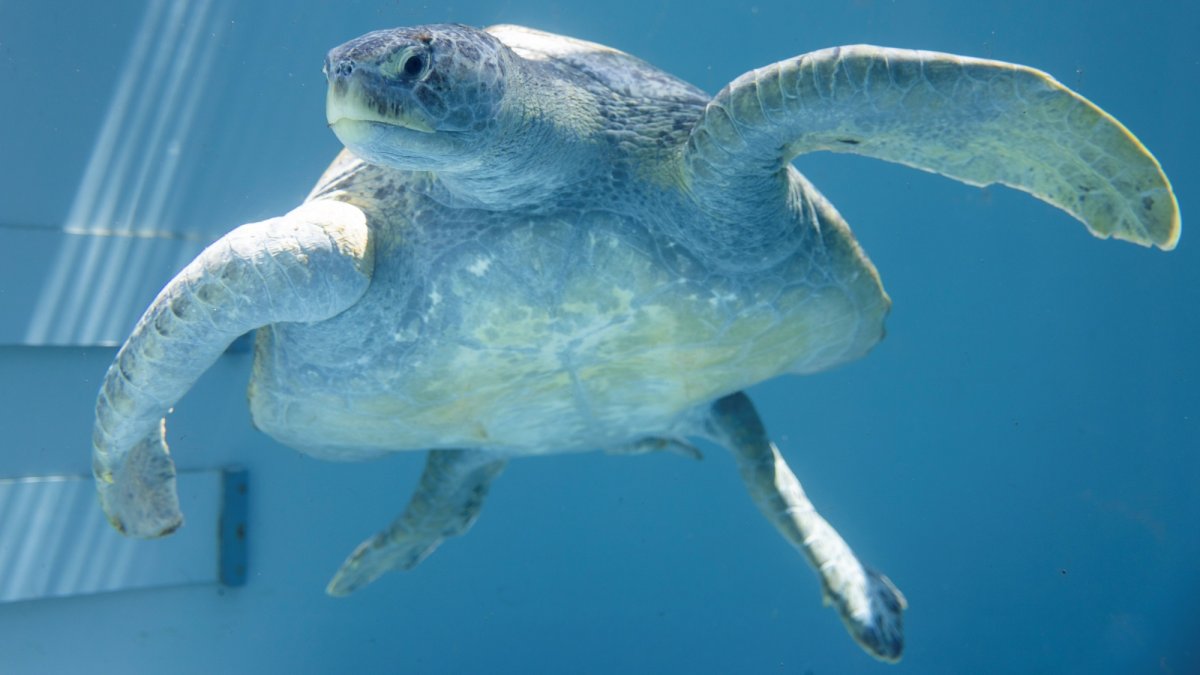 Meatloaf, a green sea turtle, is rehabilitating at Aquarium of the Pacific