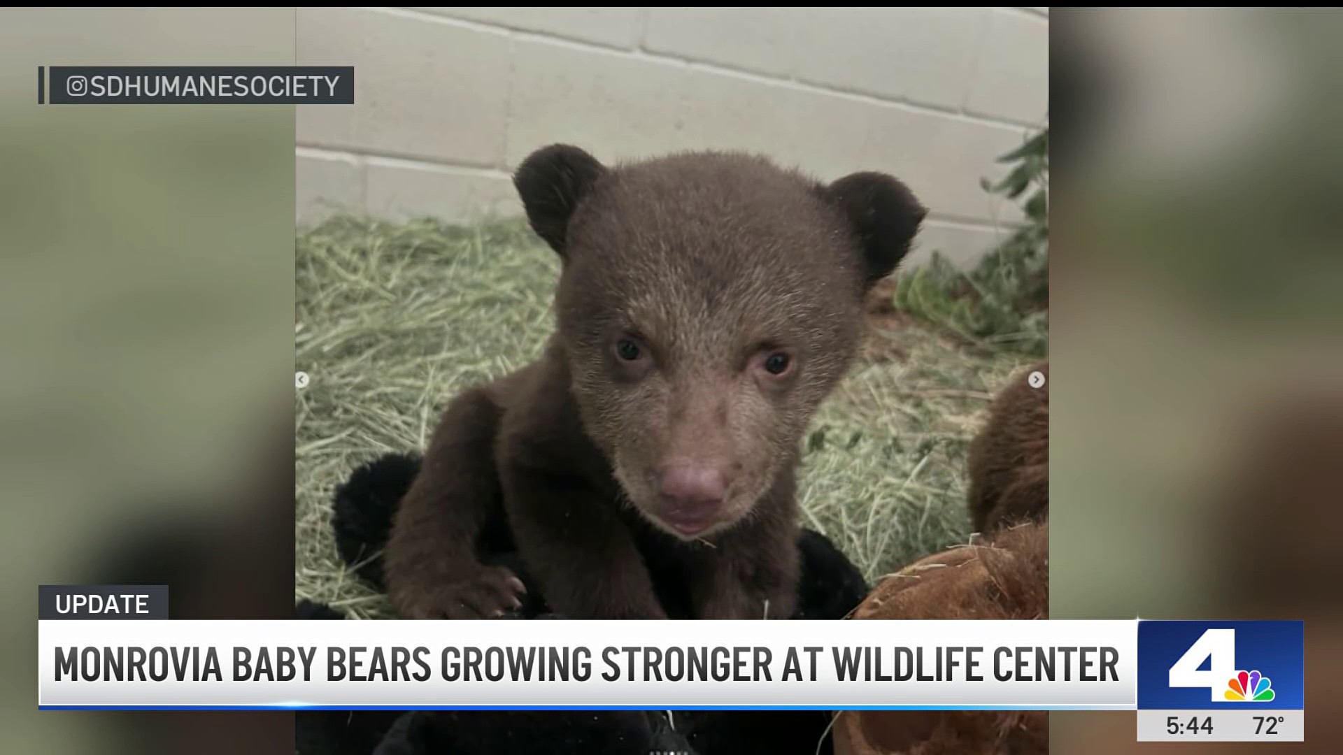 Monrovia bear cubs move to outdoor habitat at wildlife center