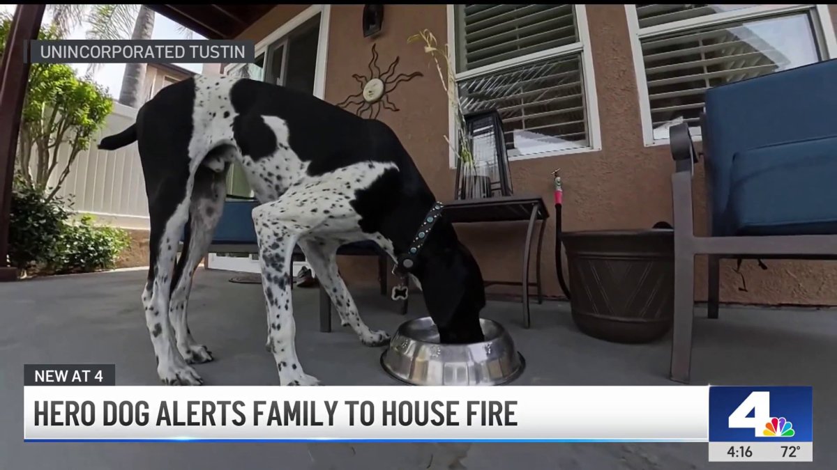 Good boy! Dog saved his family from an overnight fire – NBC Los Angeles