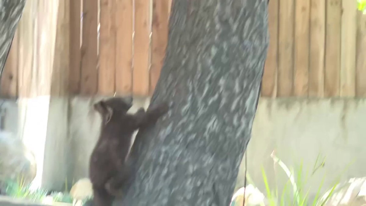 Bear cub pops up from storm drain to reunite with family – NBC Los Angeles