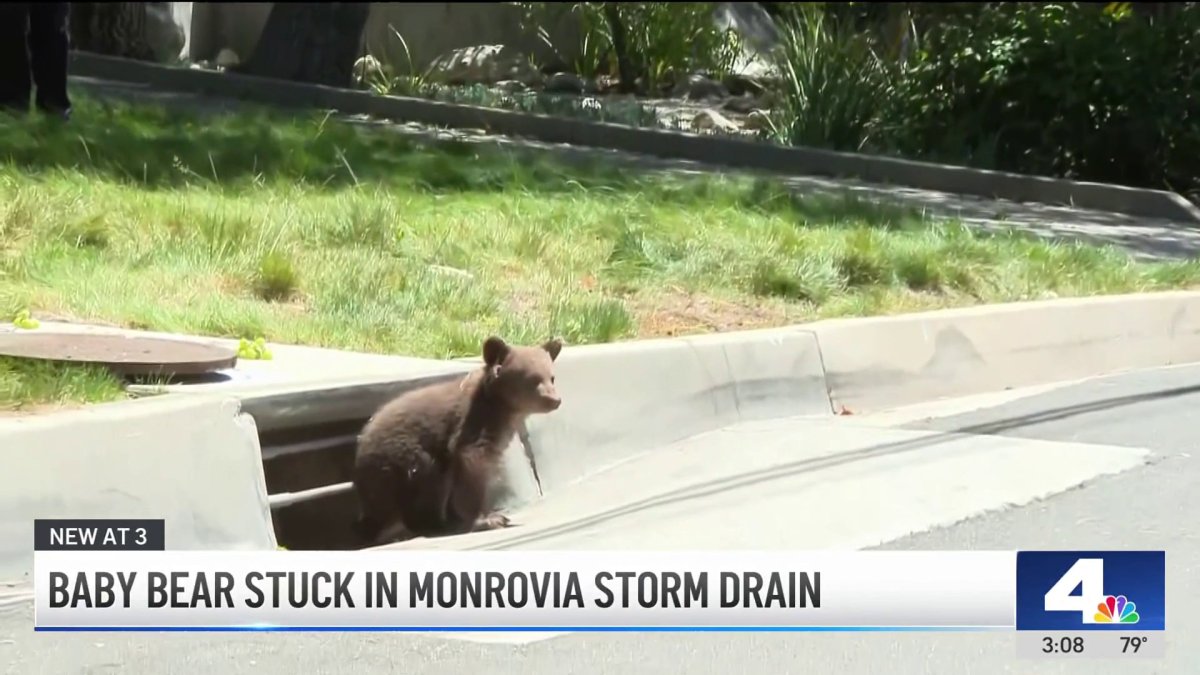 Baby bear freed from storm drain in Monrovia – NBC Los Angeles