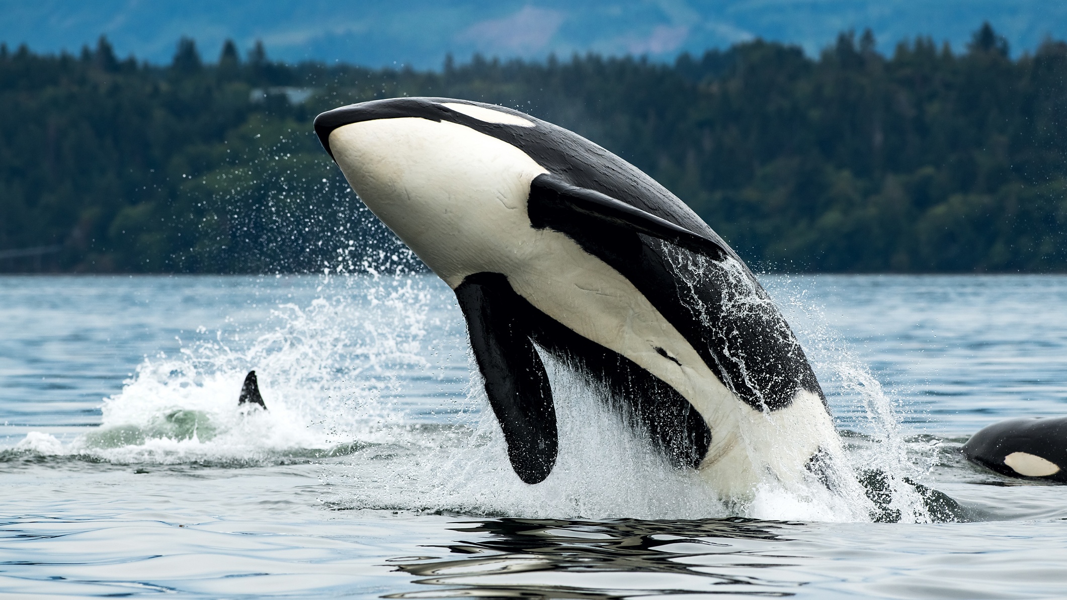 The Natural History Museum is welcoming a whale of an orca-themed