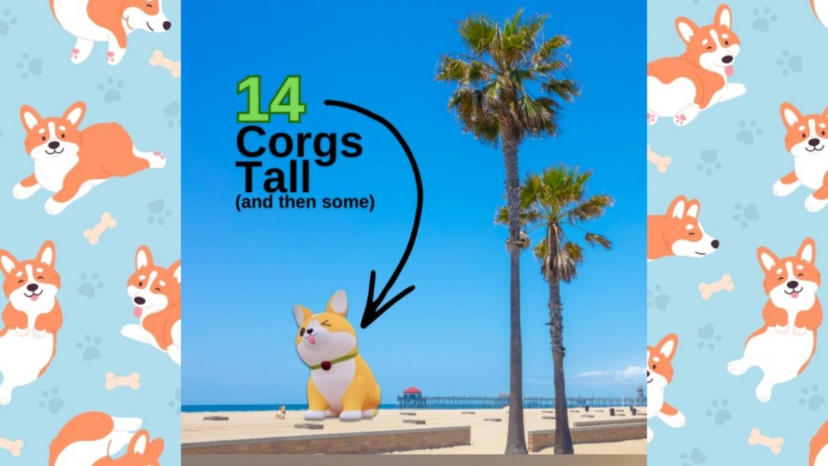 The planet’s biggest Corgi inflatable will preside at Spring Corgi ...