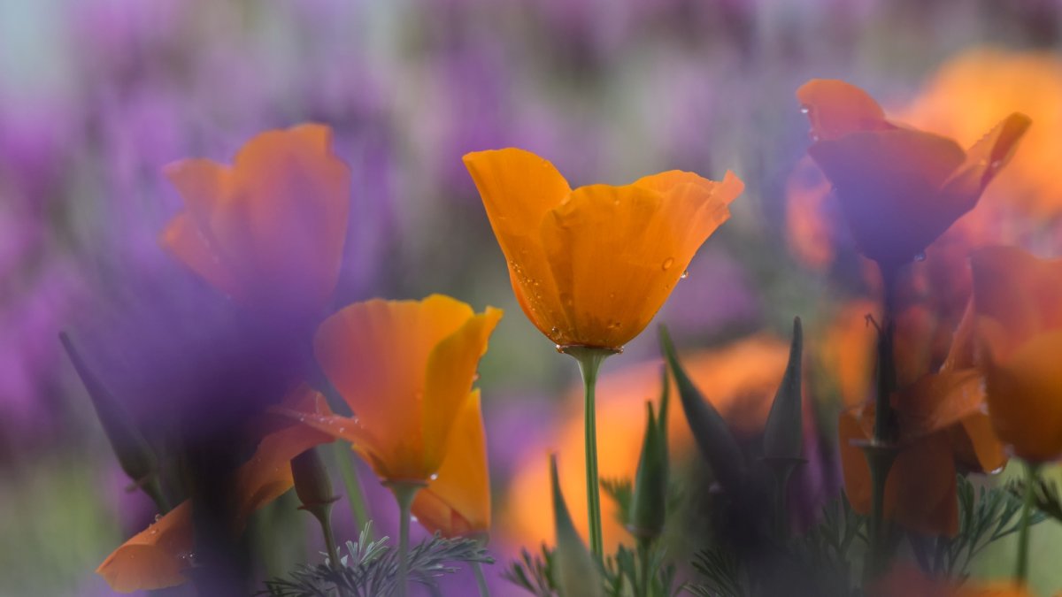 Tour a bright bouquet of Southern California gardens brimming with native plants