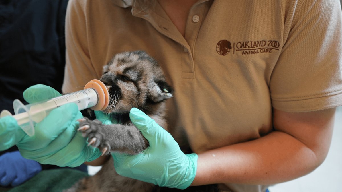 Mountain lion cub orphaned in Southern California transferred to Oakland Zoo