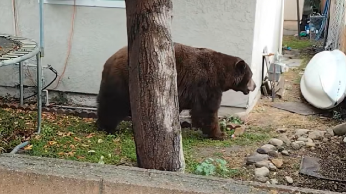 Wildlife officials tranquilize bear in Fillmore neighborhood