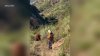 Video: Bear charges at hiker on Mount Wilson trail