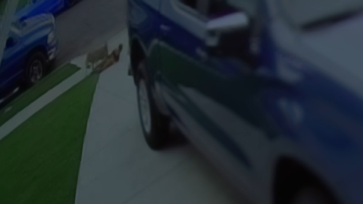 Coyote connected to attacks in Carson euthanized – NBC Los Angeles