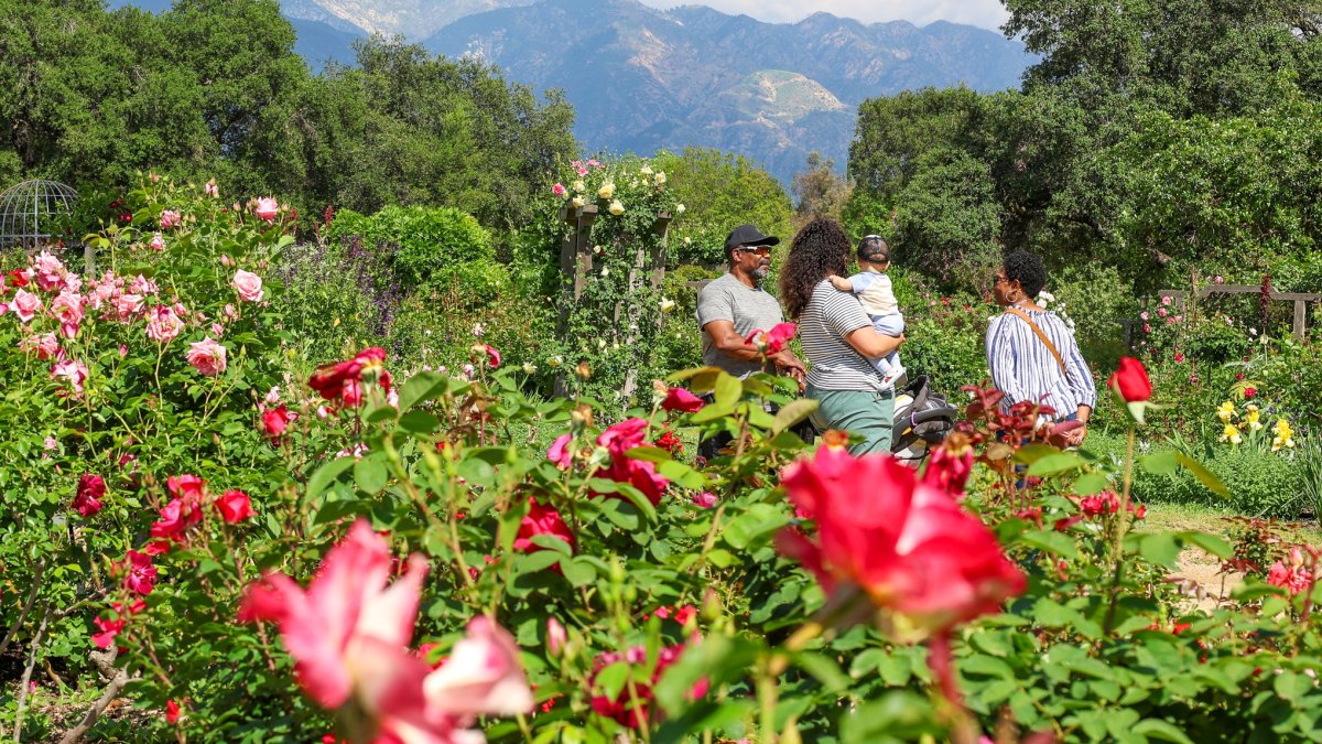 Roses are putting petal to the metal and blooming early at local gardens
