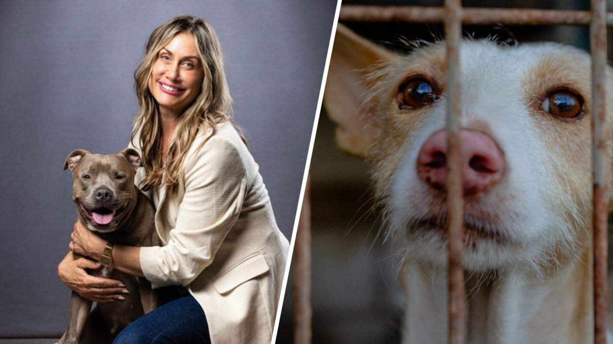 Bass appoints new general manager for Los Angeles Animal Services – NBC Los Angeles