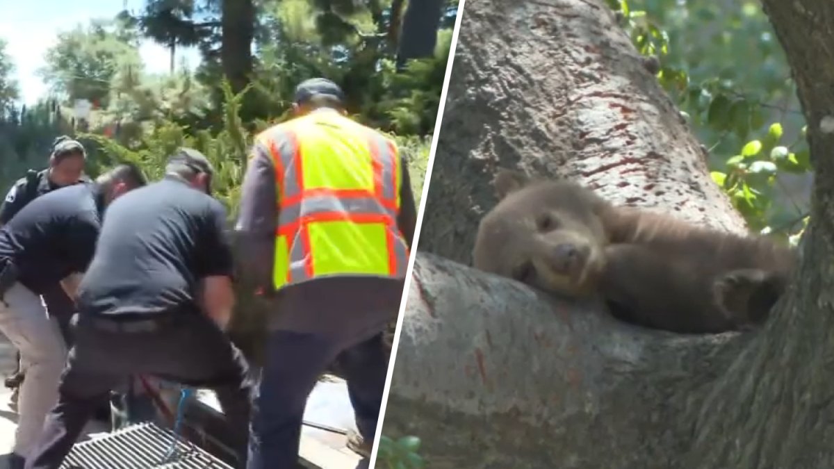 Baby bear stuck in Monrovia storm drain – NBC Los Angeles