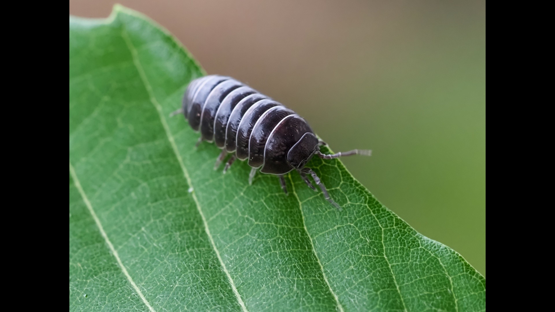 Where are all the rollie pollies?! – NBC Los Angeles