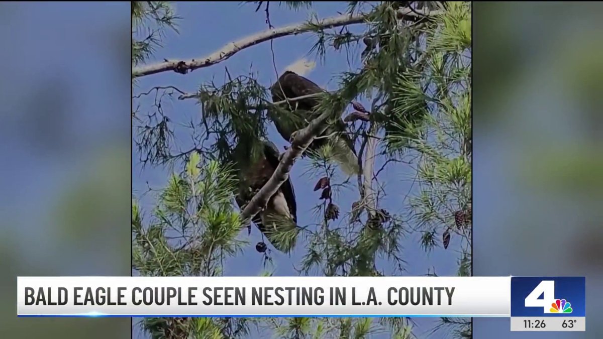 Bald eagle couple seen nesting in LA County