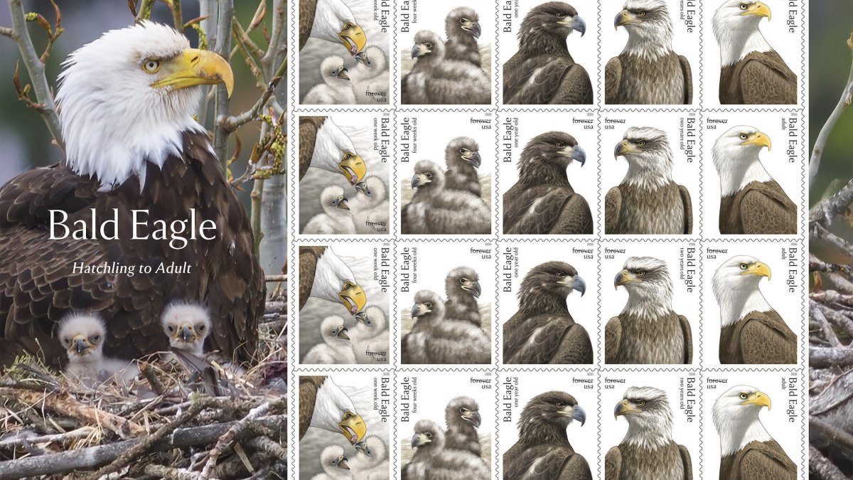 Postal Service releases special bald eagle stamps for America's 250th