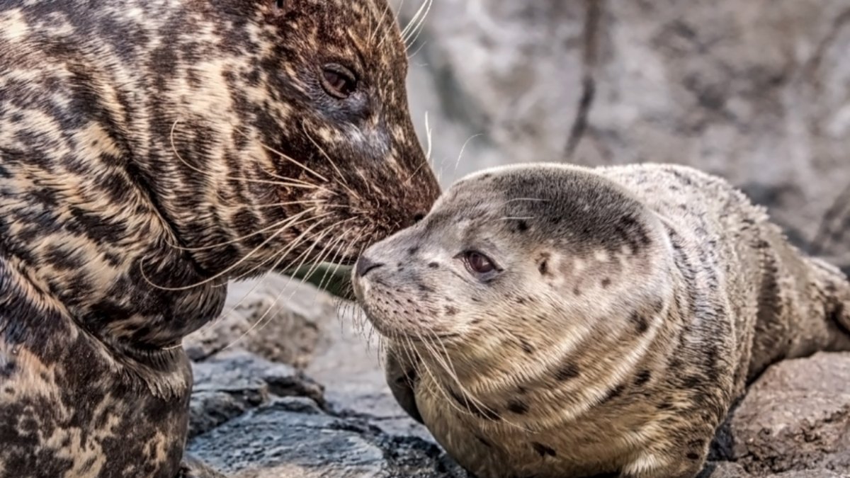 Aquarium picnics to free train rides: Find Mother's Day adventures around SoCal