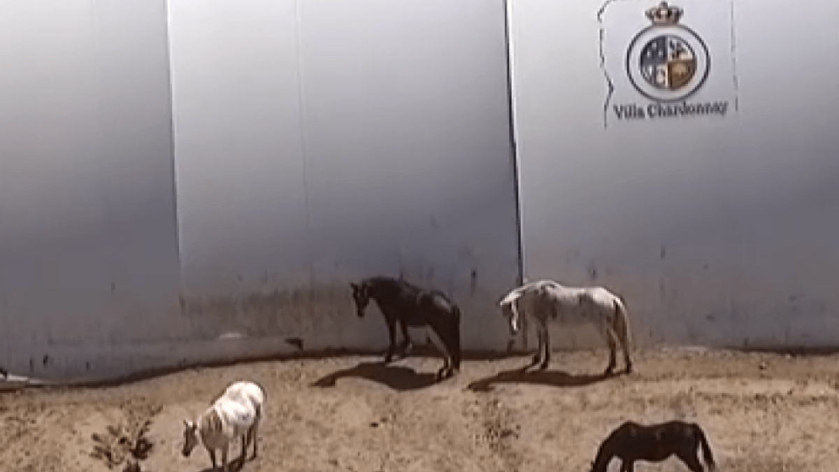 Humane Society seizes 100 cats, 150 horses, other animals from Julian animal sanctuary